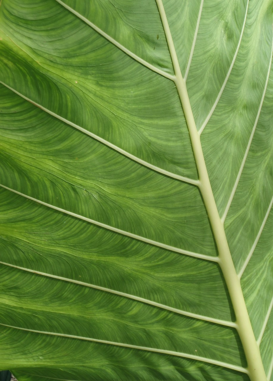 Simulasi Penanganan Bencana Dinas Damkar Kabupaten Solok Di Perkantoran